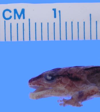 Media type: image; Herpetology A-43207